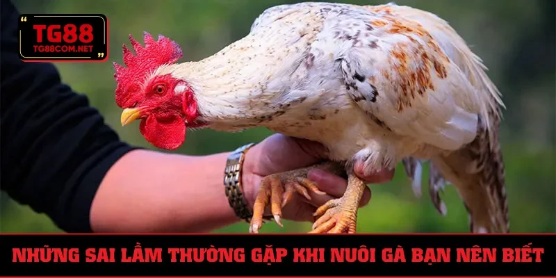 Sai lầm phải tránh trong cách nuôi gà đá